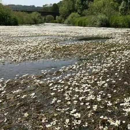 Bosnest Nr 176 * Frankenau