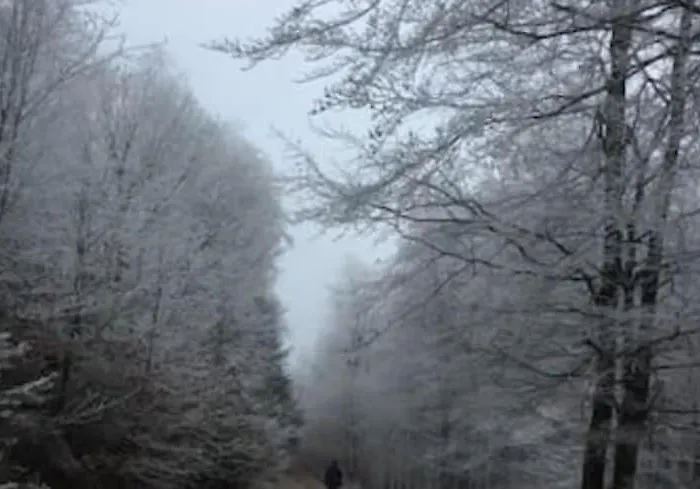 Bosnest Nr 176 * Frankenau