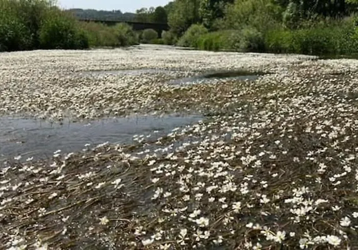 Bosnest Nr 176 * Frankenau