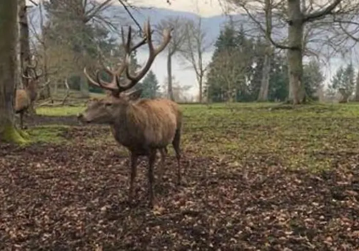 Bosnest Nr 176 Holiday home